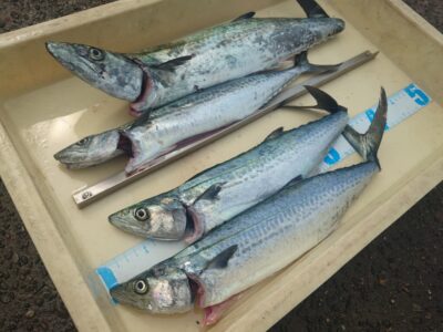 <p>まさとし様　沖の北　ショアジギでサゴシ！</p>