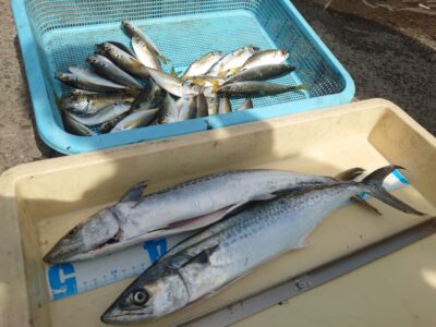 <p>八木様　沖の北　ショアジギでサゴシ！内向き足元サビキで豆〜小アジ！</p>