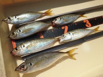 <p>ひまわり🌻様　沖の北外向き　エビ撒き釣りで中アジ！本命のアコウも釣れたんですが小さかったのでリリース♪</p>