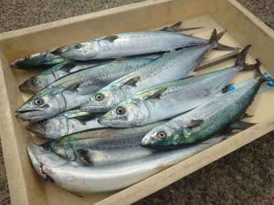 <p>サワラハンター白江様　沖の北　ショアジギでサゴシ！かなり大きなサワラもかけたそうですが、タモ入れ時に針外れ…。アズーロLLネットは必須ですよ！</p>