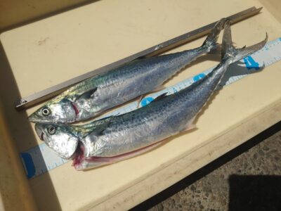 <p>沖の北　ショアジギでサゴシ！</p>