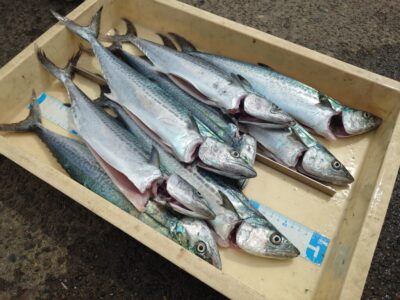 <p>沖の北　ショアジギでサゴシ！</p>