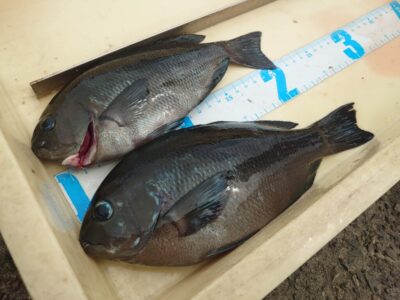 <p>ひまわり🌻様　旧一文字赤灯内向き　エビ撒き釣りでグレ！ガシラ、ミニアコウはずっと入れ食い。</p>