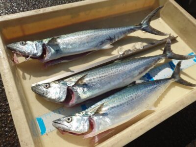 <p>沖の北　ショアジギでサゴシ！</p>