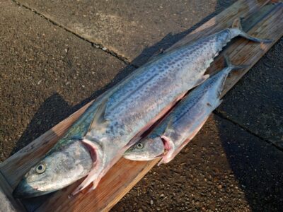 <p>木村様　沖の北　ショアジギでサワラ81cm！！！</p>