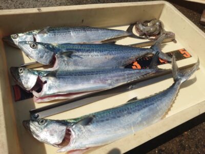 <p>北島くん　沖の北　ショアジギでサゴシ！継ぎ目でタコ！</p>