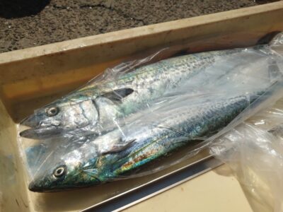 <p>沖の北　ショアジギでサゴシ！</p>