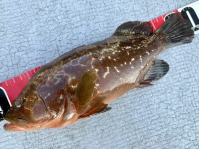 <p>岩田様　旧一文字赤灯　エビ撒き釣りでアコウ31cm🎣　5:00〜7:00(エビ代¥1000)</p>