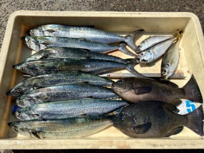 <p>潤一郎様　沖の北　メタルジグ(ブルピン)でサゴシ8尾🎣　虫エサでグレ&アジ🎣</p>