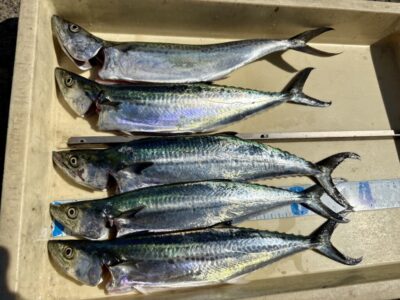<p>窪様　沖の北　メタルジグでサゴシ🎣</p>