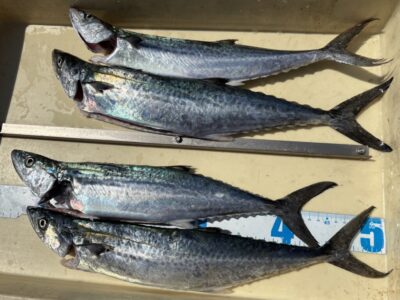 <p>栗山様　沖の北　ブレードジグでサゴシ🎣</p>