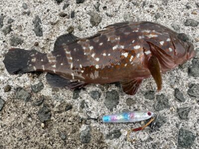 <p>ファンタジスタやーたこ様　沖の北　ショアジギでアコウ🎣　撮影後リリース🐟</p>