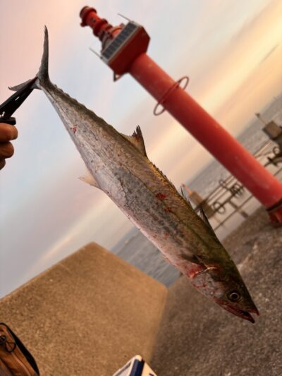 <p>㊈中村様　沖の北　5:40頃　全国1000個限定マキマキ40gでサゴシ🎣</p>