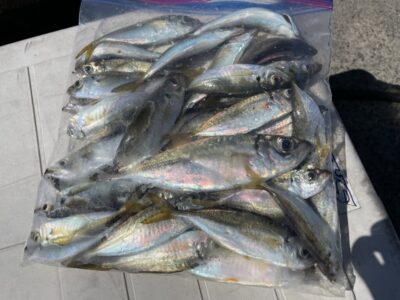 <p>まー様　沖の北外向き　サビキ釣り　小アジ〜中アジGET🎣</p>
