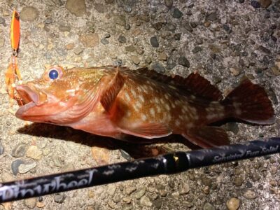 <p>釣れない猫様　旧一文字赤灯　ジャックアイ(豆クネクネ3g) ガシラ🎣　ジグ単+ワームでもガシラ良く釣れてました！！</p>