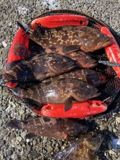<p>河南町の中村様　旧一文字3番　エビ撒き　アコウ30cmとガシラ🎣1匹持ち帰り他はリリース♪♪</p>