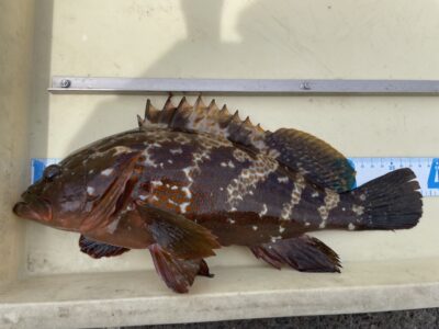 <p>大宅様　旧一文字赤灯　エビ撒き　アコウ38cm✨</p>