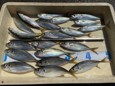 <p>仲村様🌺　沖の北　サビキ釣りでアジ21cmまでとサバ🎣棚は底です。</p>
