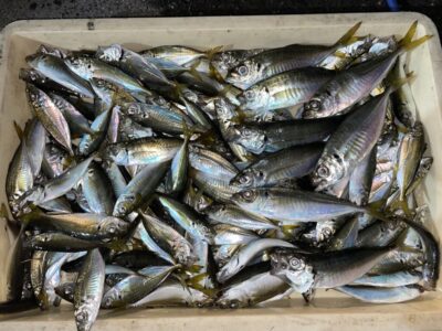 <p>川原様　沖の北　15時〜18時半まで　サビキ釣り(竿下)で小アジ〜中アジ大漁🎣</p>