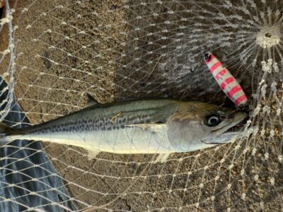<p>恋する立田君　沖の北　マキマキ(キシイチピンク)でサゴシ🎣15時〜18時半まで</p>