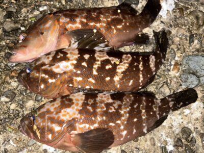 <p>福山様　中波止2番　エビ撒き　アコウ34cmまで3匹🎣17時〜20時までの釣果</p>
