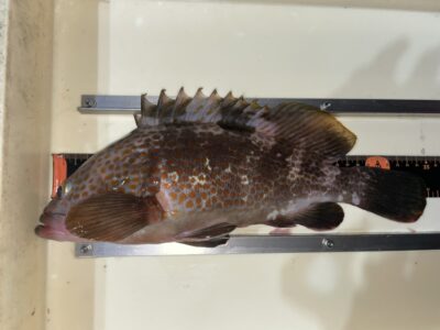<p>河南町の中村様　中波止2番　エビ撒き　アコウ35cm✨</p>
