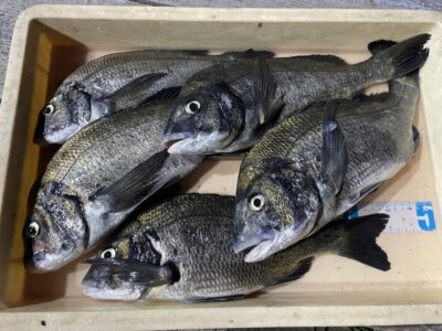 <p>ソロアングラー様　旧一文字カーブ　ふかせ釣り　チヌ41cmまで5枚🎣</p>