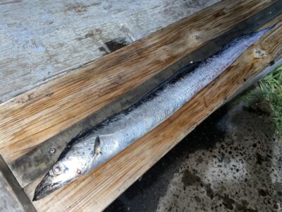 <p>レジェンド山本氏　沖の北　どじょうテンヤ　 太刀魚73cm(指3本)⚔️今季初の太刀魚の釣果✨19時前にヒット♪♪</p>