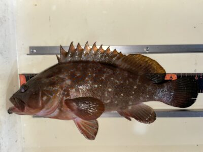 <p>土生町の豊島様　旧一文字赤灯　エビ撒き　アコウ35.5cm✨自己記録0.5cm更新♪♪</p>