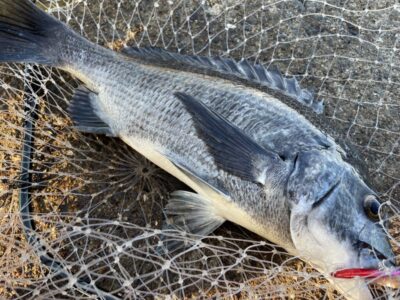 <p>釣れちゃう犬　沖の北　MENBO SLIM  でチヌ🎣トップチヌ♪♪</p>
