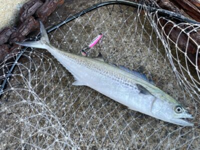 <p>釣れない猫様　沖の北　マキマキ20g でサゴシ🎣７時頃に中層でヒット♪♪</p>