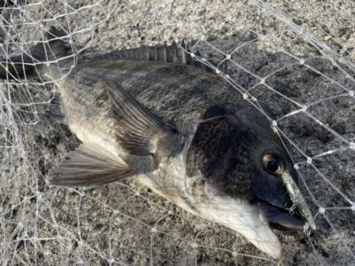 <p>釣れちゃう犬　沖の北　MENBO でチヌ🎣トップチヌ♪♪</p>