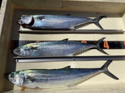 <p>小林様　沖の北　ショアジギ　サゴシ3匹🎣</p>