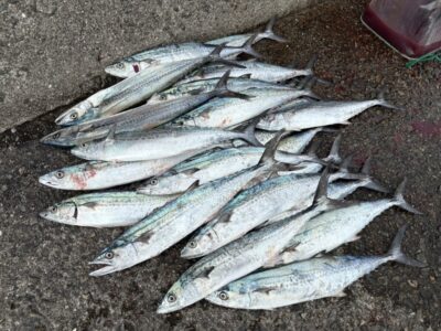 <p>上垣内様　沖の北　メジャクラ(ジグパラ40g、マキジグスロー40g、エンダーTG40g) でサゴシ多数🎣ボトムとってから高速巻きで連発♪♪</p>