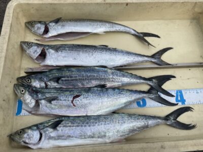 <p>久田様　沖の北　ショアジギ　サゴシ🎣</p>