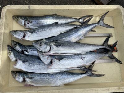 <p>大迫様　沖の北　ショアジギ　サゴシ🎣</p>