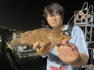 <p>唐見様　旧一文字赤灯　エビ撒き　アコウ28.5cm🎣</p>
