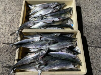<p>まゆげの釣り日記の坂本様　沖の北  ショアジギでサゴシ多数🎣午後便からの釣果♪♪</p>