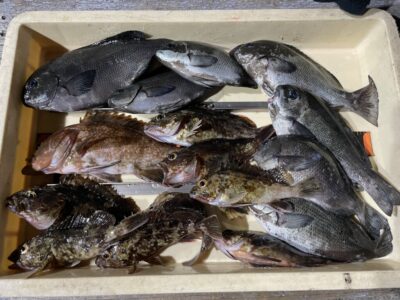 <p>茂のまかない様　旧一文字赤灯　エビ撒きでアコウ30cmとガシラ🎣グレはふかせ釣りで挿し餌は石ゴカイとの事でした♪♪</p>