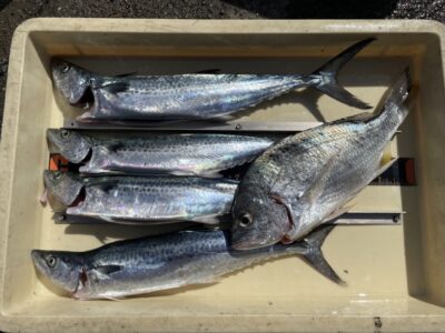 <p>ハイマウンテン様　沖の北　ショアジギ　サゴシ4匹とキビレ🎣</p>
