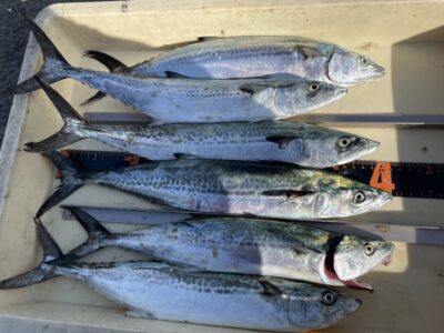<p>ミラクル宮崎様　沖の北　ショアジギ　サゴシ6匹🎣13時〜14時頃に時合がきて連発♪♪</p>