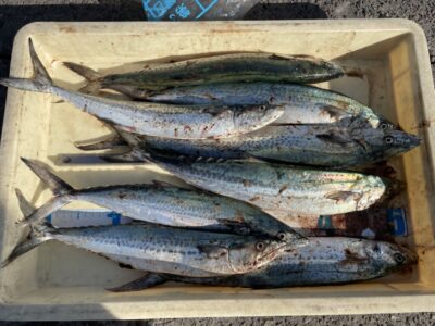<p>伊川様　沖の北　ショアジギ　サゴシ8匹🎣13時頃から時合到来で連発♪♪先週のリベンジが出来ましたね！！おめでとうございます✨</p>