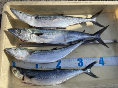 <p>小林様　沖の北　ショアジギ　サゴシ4匹🎣早朝に2匹、昼過ぎに2匹との事でした♪♪</p>