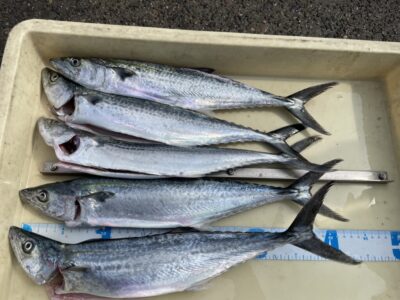 <p>三谷様　沖の北　ショアジギ　サゴシ5匹🎣</p>