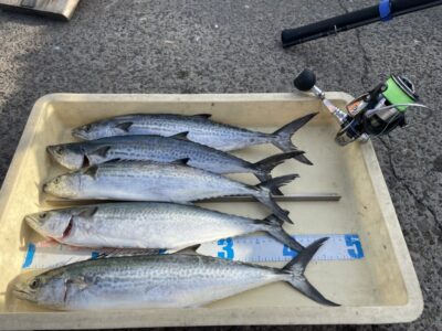 <p>牙族のストーカー様　沖の北　ショアジギでサゴシ5匹GET🎣サゴシにリール破壊…💦</p>