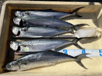 <p>松岡様　沖の北　ショアジギ　サゴシ5匹🎣</p>