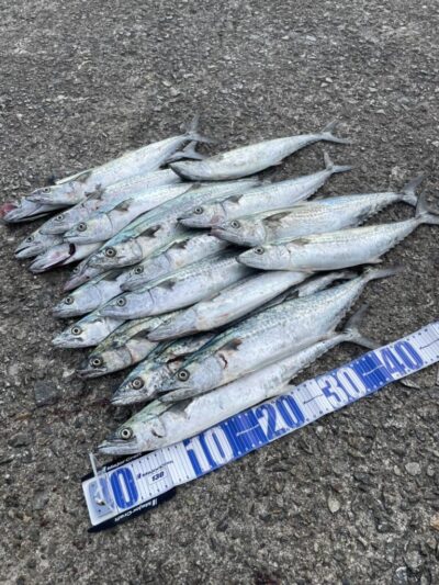 <p>上垣内様　沖の北　ショアジギ　メジャークラフト(クロスライドブレード・エンダーTG)でサゴシ多数🎣</p>
