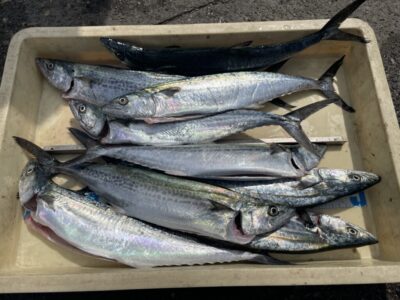 <p>アドレンジャー様　沖の北　ショアジギ　サゴシ多数🎣</p>