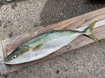 <p>久保田様　沖の北　ショアジギ　メタルマジックでハマチ59cm🎣12時20分頃に釣れたそうです♪♪</p>