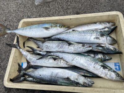 <p>T様　沖の北　ショアジギ　サゴシ多数とハマチ🎣</p>